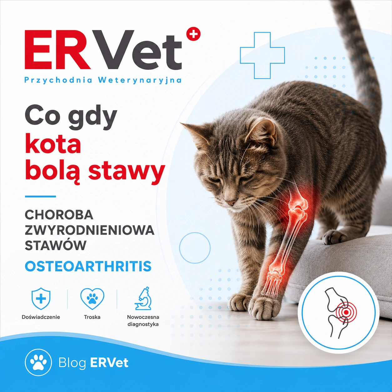 Co gdy kota bolą stawy – CHOROBA ZWYRODNIENIOWA STAWÓW – OSTEOARTHRITIS