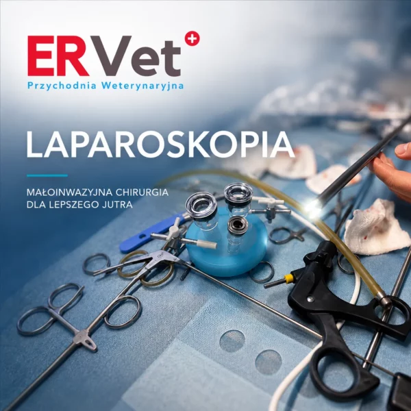 ERVET_LAPAROSKOPIA_weterynarz_wroclaw_featured_optimized