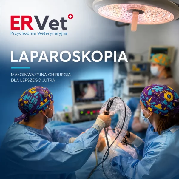 ERVET_LAPAROSKOPIA_weterynarz_wroclaw_kwadrat_WEBP